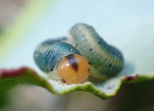 Emphytus truncatus